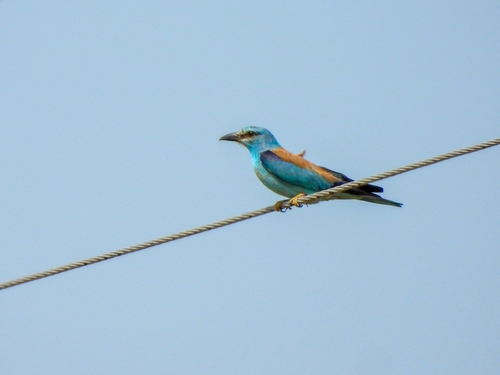 European Roller