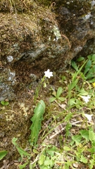 Gagea graeca