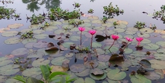 Nymphaea rubra