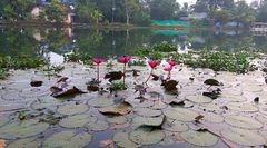 Nymphaea rubra