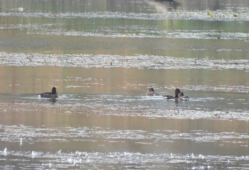 Ferruginous Duck