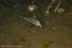 Callorhinchus callorynchus