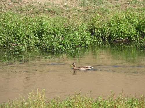 Mallard