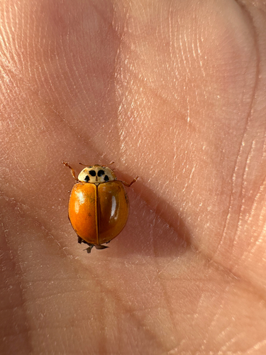 Asian Lady Beetle