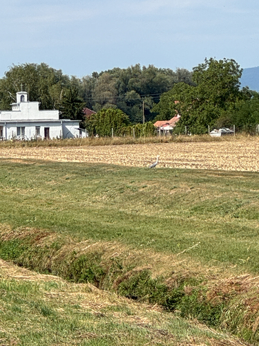 Grey Heron