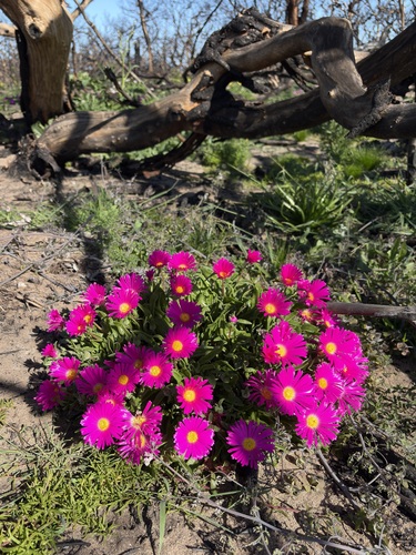 Cleretum bellidiforme, photograph 3