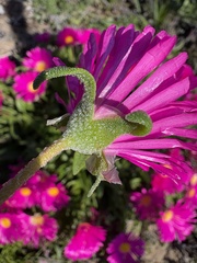 Cleretum bellidiforme, photograph (c) Charleen Brunke, some rights reserved (CC BY)