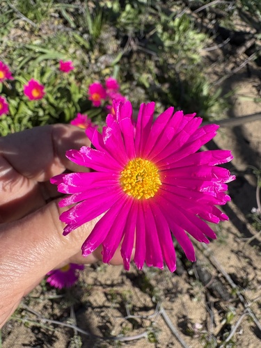 Cleretum bellidiforme, photograph 1