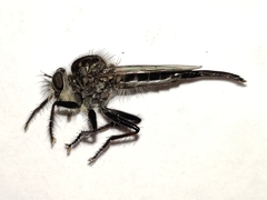 Efferia aestuans