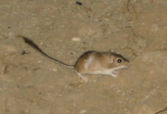Chaetodipus baileyi