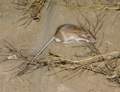 Chaetodipus baileyi