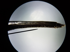 Efferia aestuans