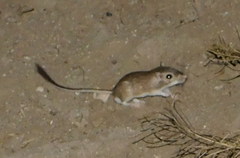 Chaetodipus baileyi