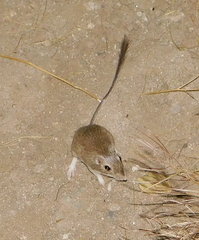 Chaetodipus baileyi