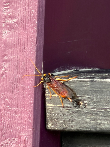 Giant Woodwasp