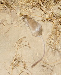 Chaetodipus baileyi
