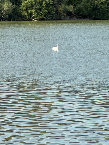 Mute Swan