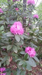 Rhododendron chapmanii