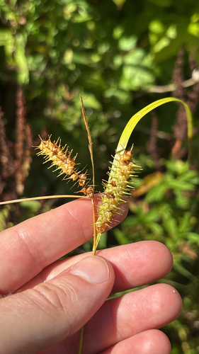 Carex baileyi observed 2026-08-26