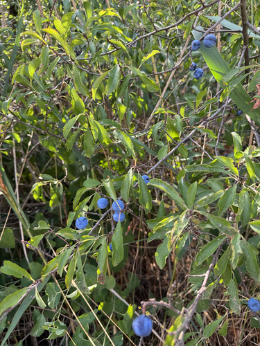 Blackthorn