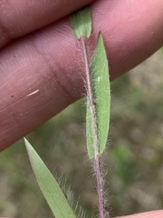 Dichanthelium meridionale
