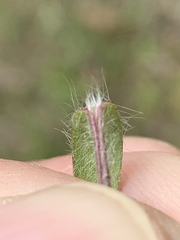 Dichanthelium meridionale