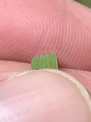 Dichanthelium meridionale