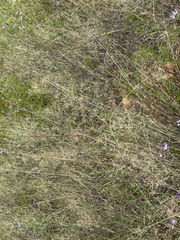 Verbena neomexicana, photograph (c) CK2AZ, some rights reserved (CC BY)