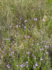 Verbena neomexicana, photograph (c) CK2AZ, some rights reserved (CC BY)