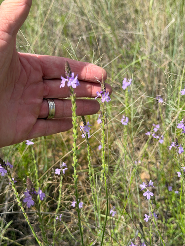 Verbena neomexicana, photograph 2