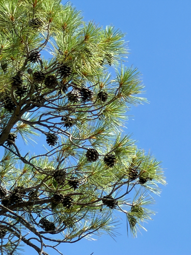 Pinus leiophylla, photograph 6