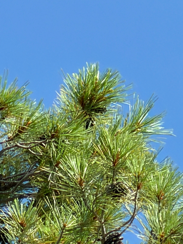 Pinus leiophylla, photograph 5