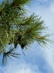 Pinus leiophylla, photograph (c) CK2AZ, some rights reserved (CC BY)