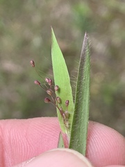 Dichanthelium meridionale