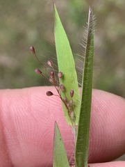 Dichanthelium meridionale