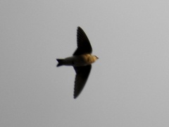 Petrochelidon fulva