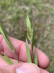Dichanthelium meridionale