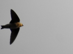 Petrochelidon fulva