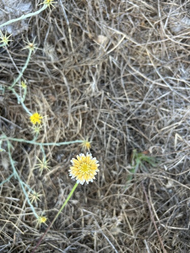 Agoseris grandiflora, 2026-08-27