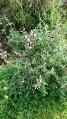 Salvia fruticosa