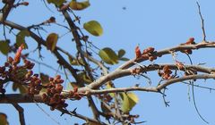 Lysiphyllum cunninghamii