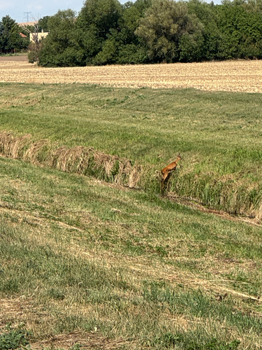 Western Roe Deer