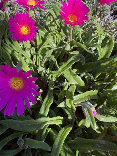 Cleretum bellidiforme, photograph 4