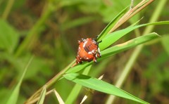 Kalidasa lanata