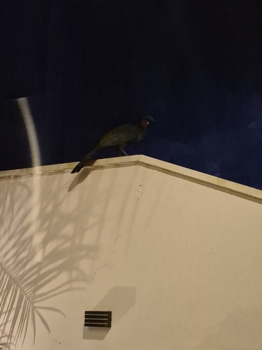 Dusky-legged Guan