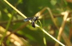 Scolia fasciatopunctata