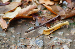 Leptotes cassius cassidula
