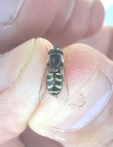 Large-tailed Aphideater