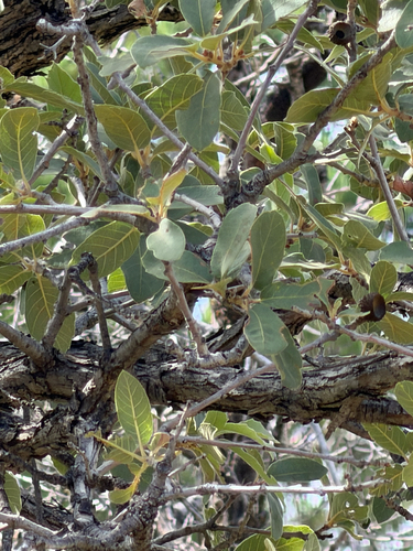 Quercus arizonica