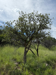 (c) CK2AZ, some rights reserved (CC BY) Quercus arizonica, photograph (c) CK2AZ, some rights reserved (CC BY)
